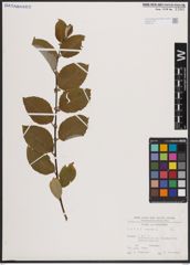 Foto von Salix caprea L.